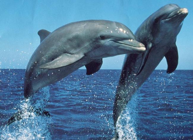 Les dauphins s'identifient par des sifflements propres à chacun les-dauphins-sidentifient-par-des-sifflements-propres-a-chacun